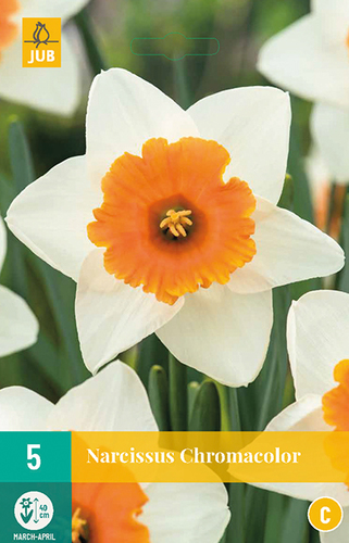 carlton, zlty narcis, jarne kvaty, kvety, cibuloviny, narcisy, cibulky kvetov